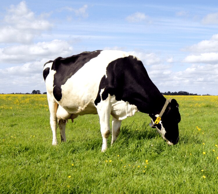 Γαλακτοφόρος αγελάδα σε λιβάδι